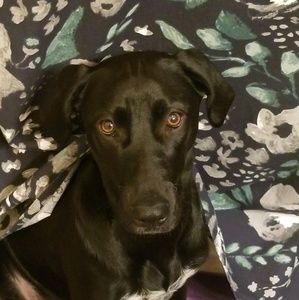 Meet your Posher, Annie